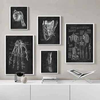 Anatomija čovjeka umjetničko djelo Ambulanta Zidno slikarstvo Kostur Organ Mišićna Sustav Vintage Ispis na Platnu Plakat za formiranje tijela